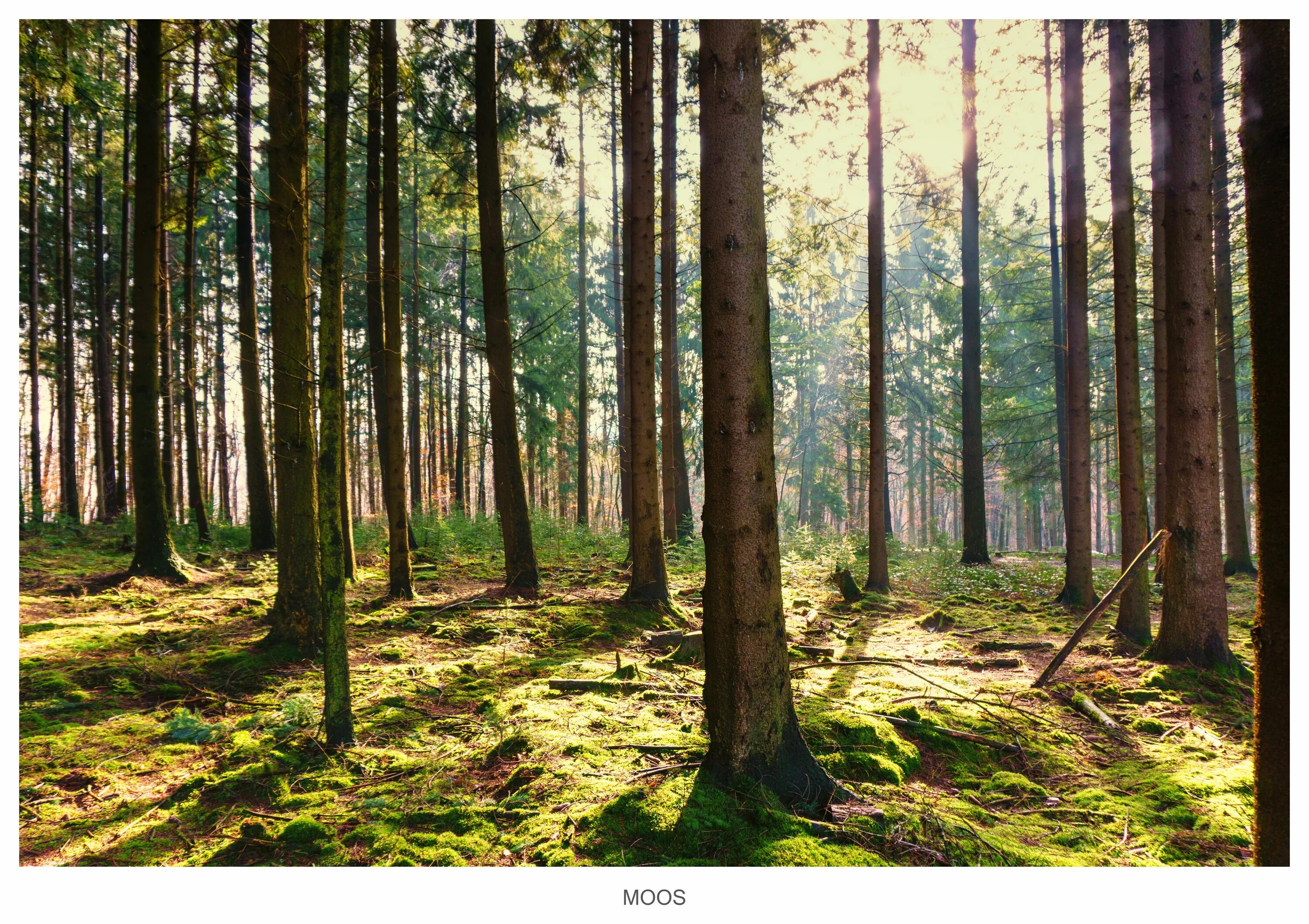 Почвы зоны смешанных лесов в россии. Июнь в хвойном лесу. Почва в лесу. Леса умеренного пояса дорожка. Лесная местность вид ближе к земле.