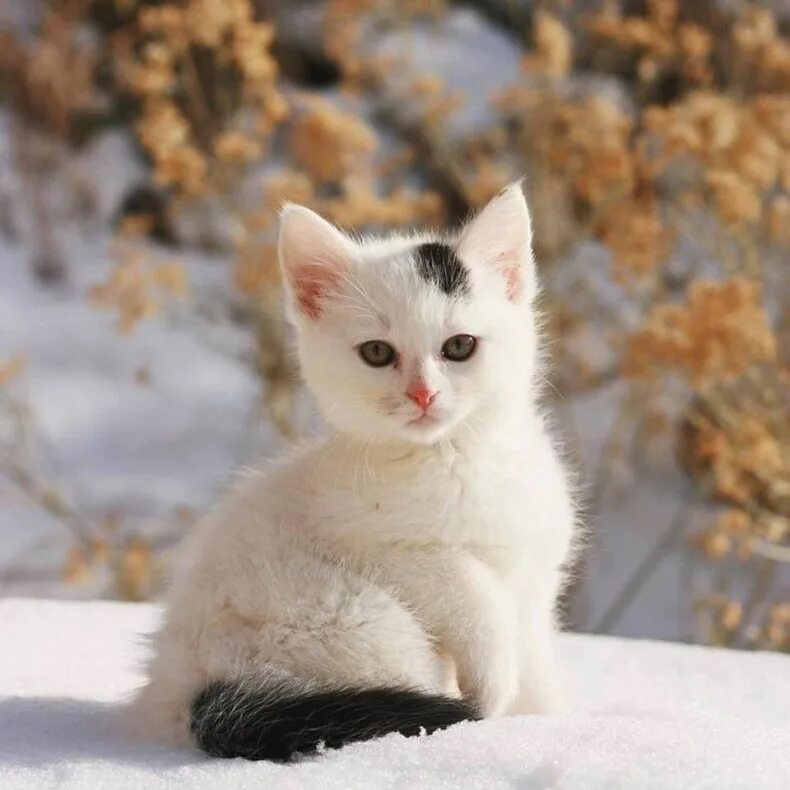 Порода кошек сноу. Сноу-Шу кошка. Сиамский Сноу-Шу. Американский Сноу Шу. Кошечка Сноу белая.