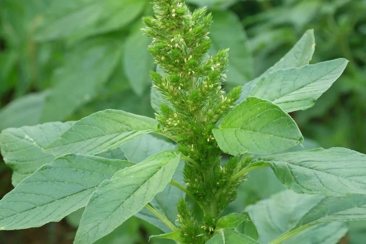 Амарант колосистый (щирица запрокинутая). Щирица запрокинутая amaranthus retroflexus. Амарант запрокинутый щирица обыкновенная. Щирица запрокинутая amaranthus retroflexus. Щирица запрокинутая (amaranthus retroflexus l.