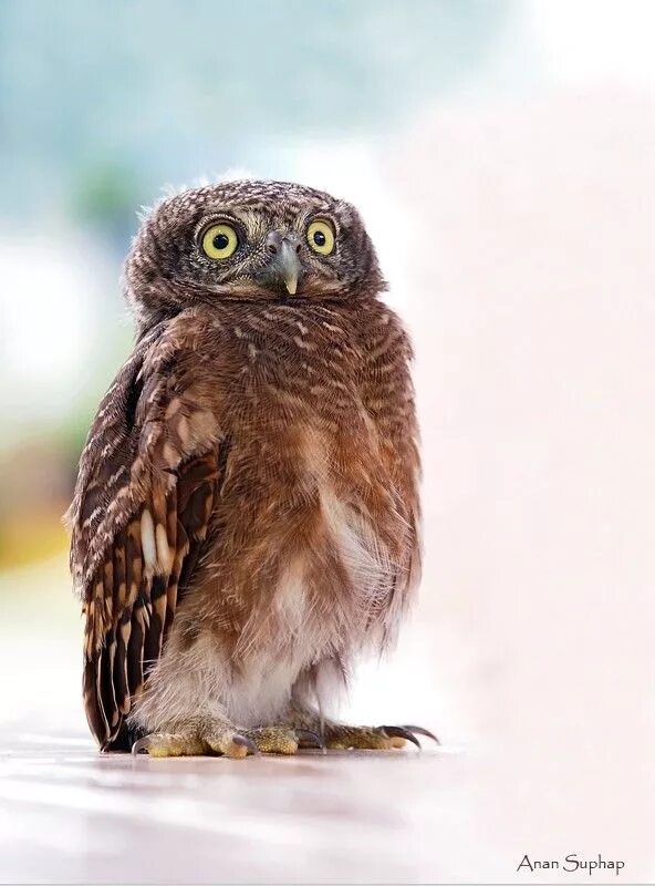 сыч. удивленный взгляд совы. сова удивлена. взгляд совы. удивленный взгляд совы.