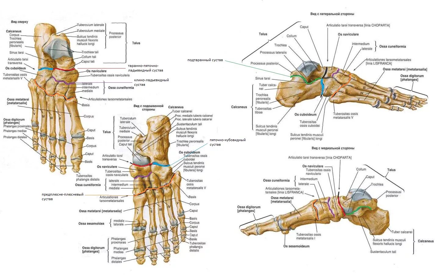Фото стопы кости суставы. Ладьевидная кость стопы анатомия. Строение костей стопы подошвенная поверхность анатомия. Кости стопы анатомия человека Синельников. Анатомия костей стопы человека схема строение.