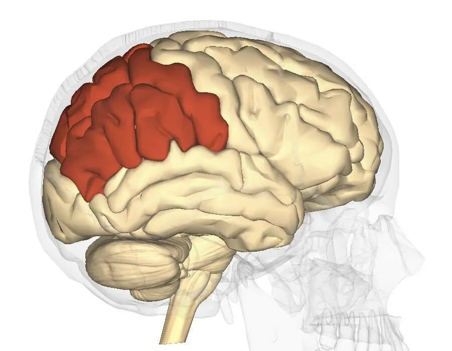 Лобные и теменные доли головного мозга.