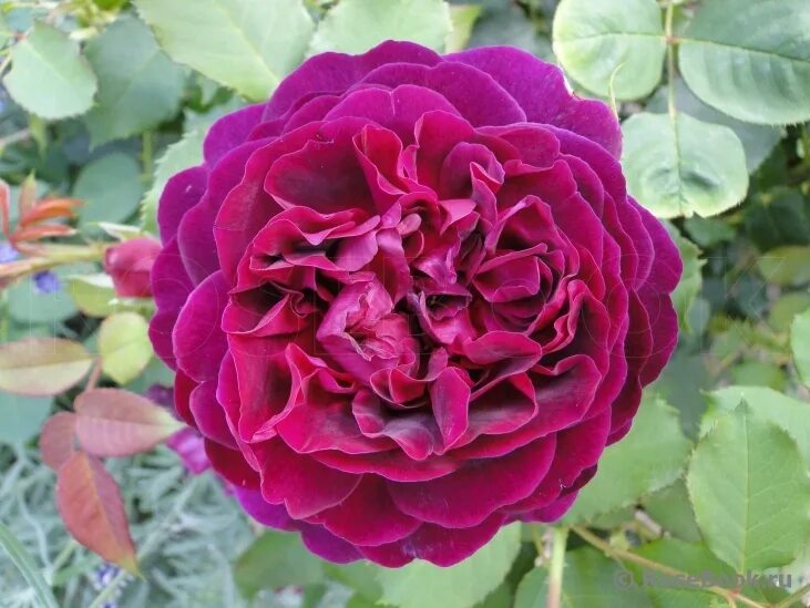 роза манстед вуд. роза остина манстед вуд. роза манстед вуд. роза маунстеад вуд фото и описание отзывы. роза дарси басселл или манстед вуд.