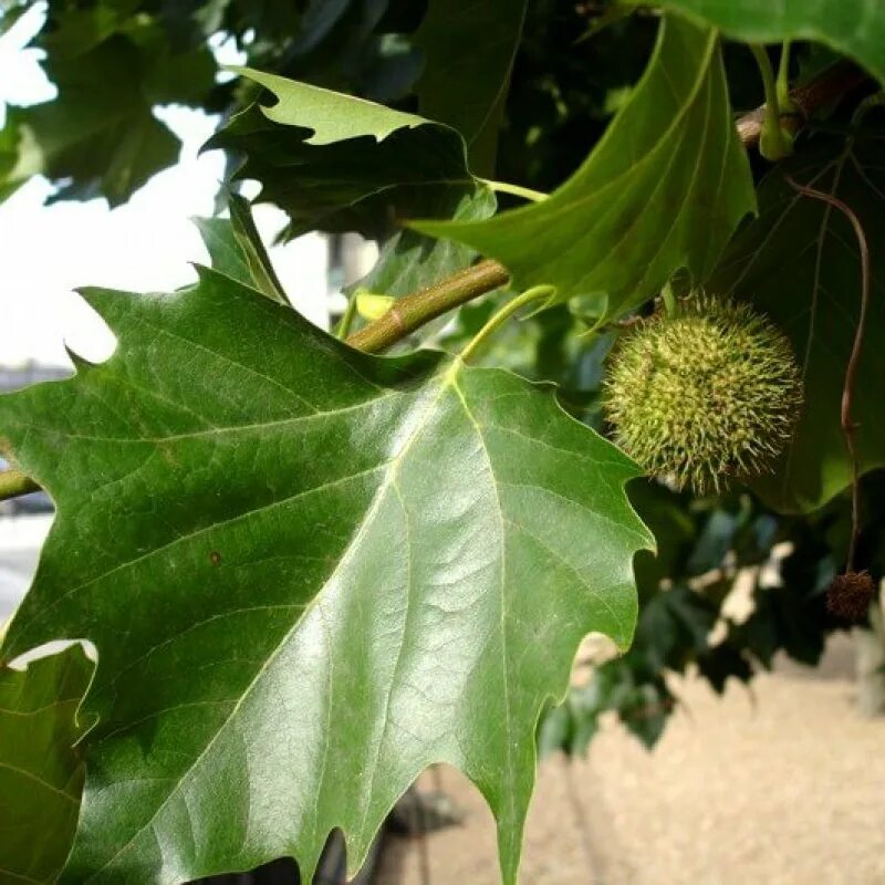 Что такое чинара. Платан кленолистный листья. Платан кленолистный дерево. Платан кленолистный семена. Платан Чинара дерево.