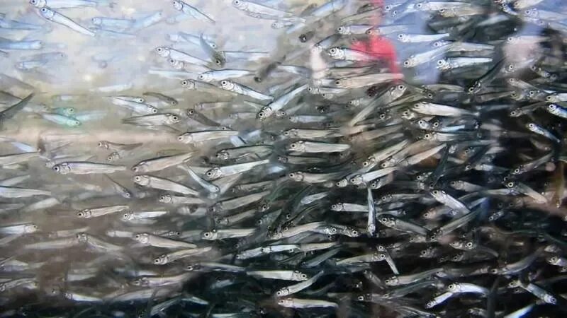 Водоросли мальки рыб окунь. Мальки муксуна. молодь пеляди. мальки чира. мальки сельди.