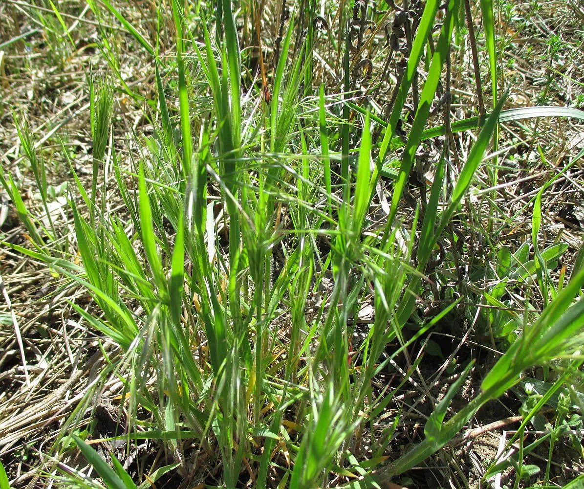 Костер полевой. Кострец безостый. Кострец безостый (Bromus inermis Leyss. Костер полевой сорняк. Bromus tectorum.