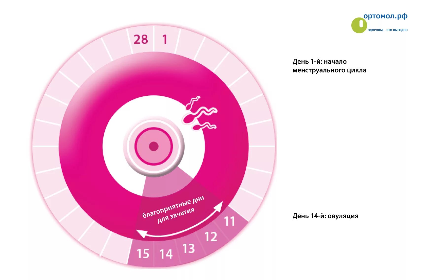 Как правильно считать менструационный цикл. Дни для зачатия. Благоприятные дни для зачатия. Благоприят дни для зачатия. Наиболее благоприятные дни для зачатия.