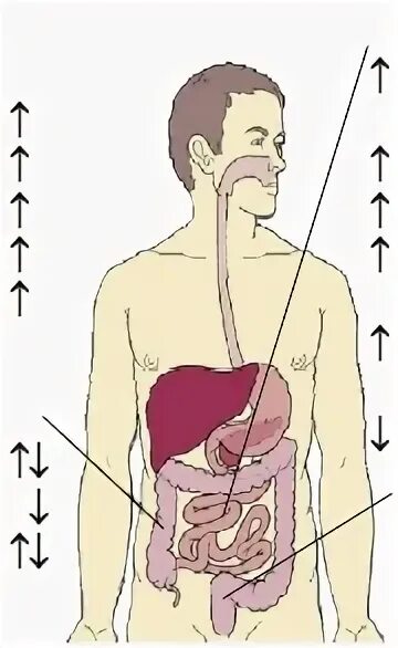 Исцеление желудка. Исцеление ЖКТ. Программа исцеления желудочно-кишечного тракта. Исцеление ЖКТ саблиммал. Мантры исцеляющие желудочно-кишечный тракт.