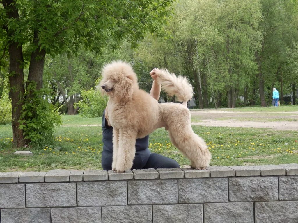 Родословная пуделя. Королевский пудель. Альбус Королевский пудель. Белый Королевский пудель. Королевский пудель красный.