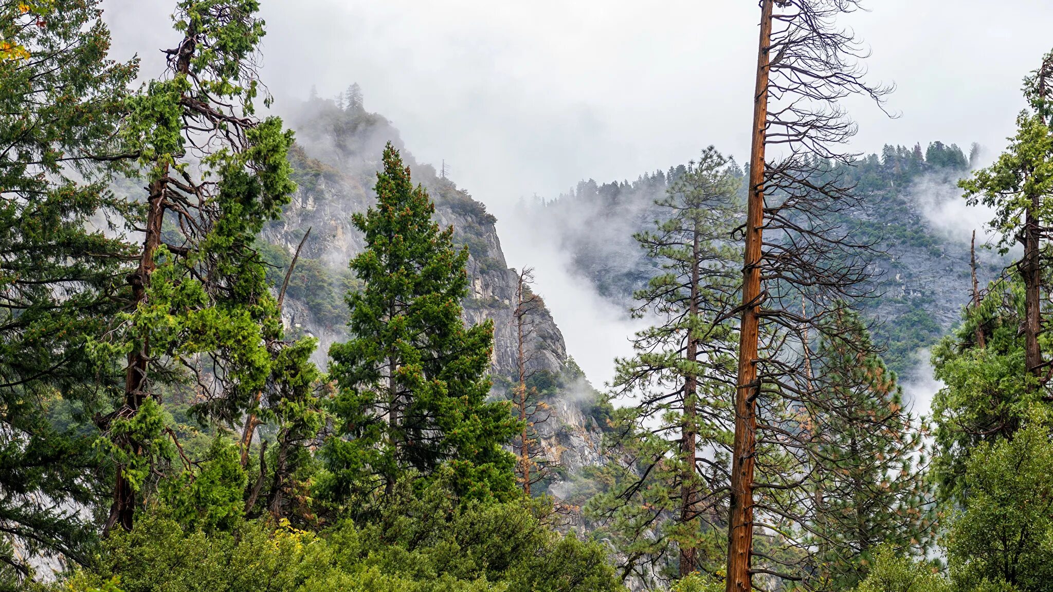 Йосемити хвойный лес. Национальный парк Йосемити в тумане. Лесистые скалы Норботтена. Верхушки деревьев. Хвойные горы