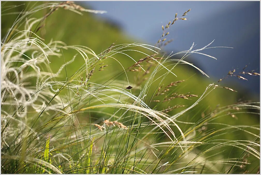 ковыль дальневосточный. ковыль восточный. дерновинные злаки ковыль волосатик. ковыль-волосатик. ковыль луговой.
