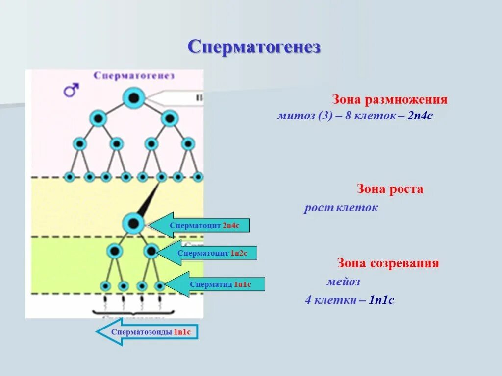 N2 c