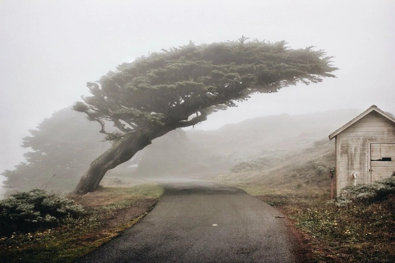 Дерево сильная буря. Сильный ветер. Дерево на ветру. Сильный ветер деревья. Сильный ветер в лесу.