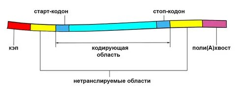 Структура матричной рнк