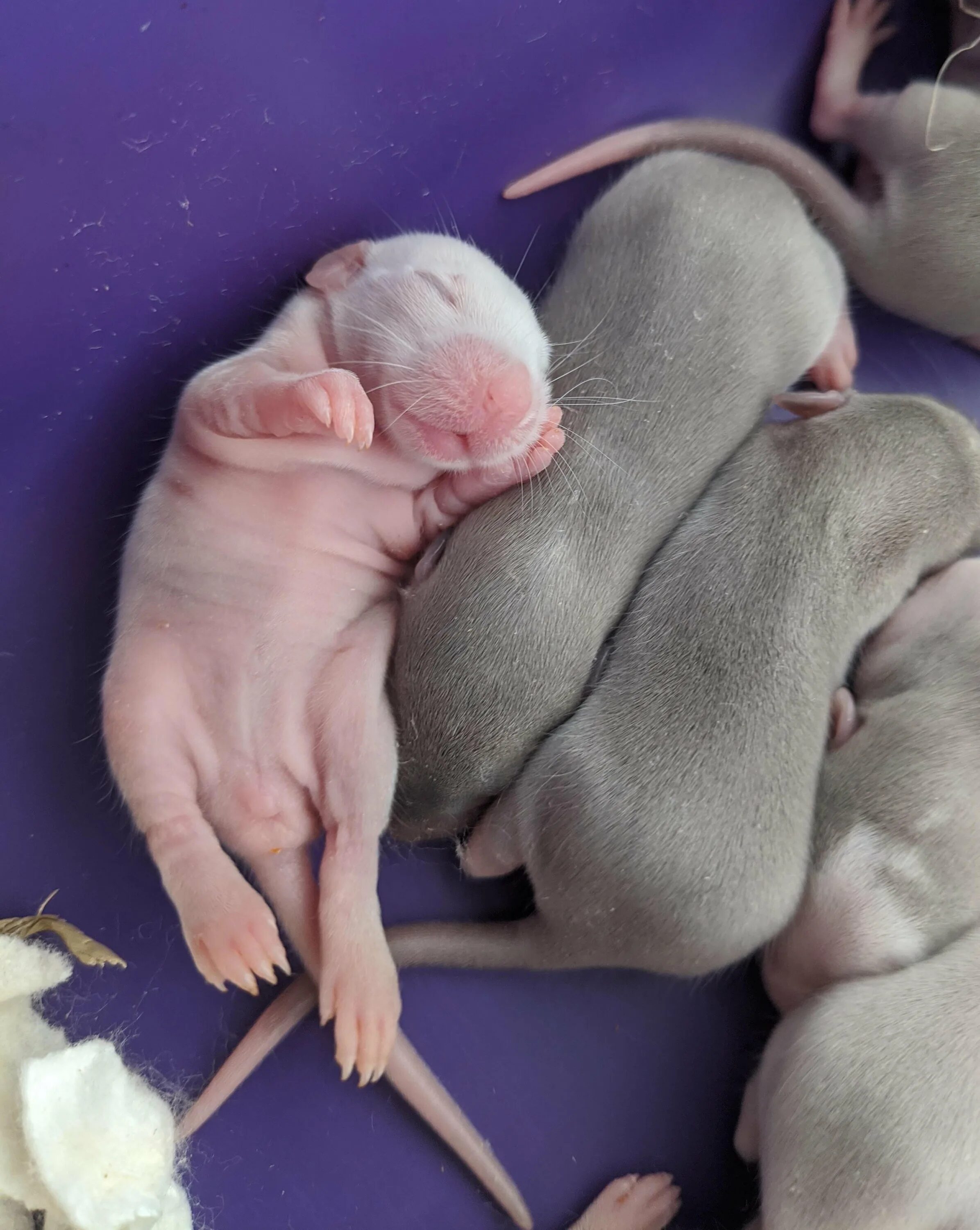 Новорожденные детеныши мыши. Новорожденные крысы Дамбо. Крысы Дамбо Детеныши. Новорожденный крысенок Дамбо. Новорожденный рысенок.