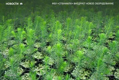 Высев семян сосны