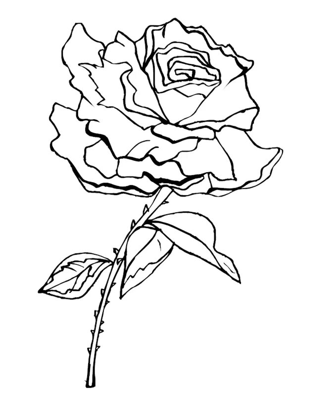 раскраска букет цветов. раскрашивать розы. рисунки для раскрашивания цветы. картинки цветов разукрашки. раскраска.