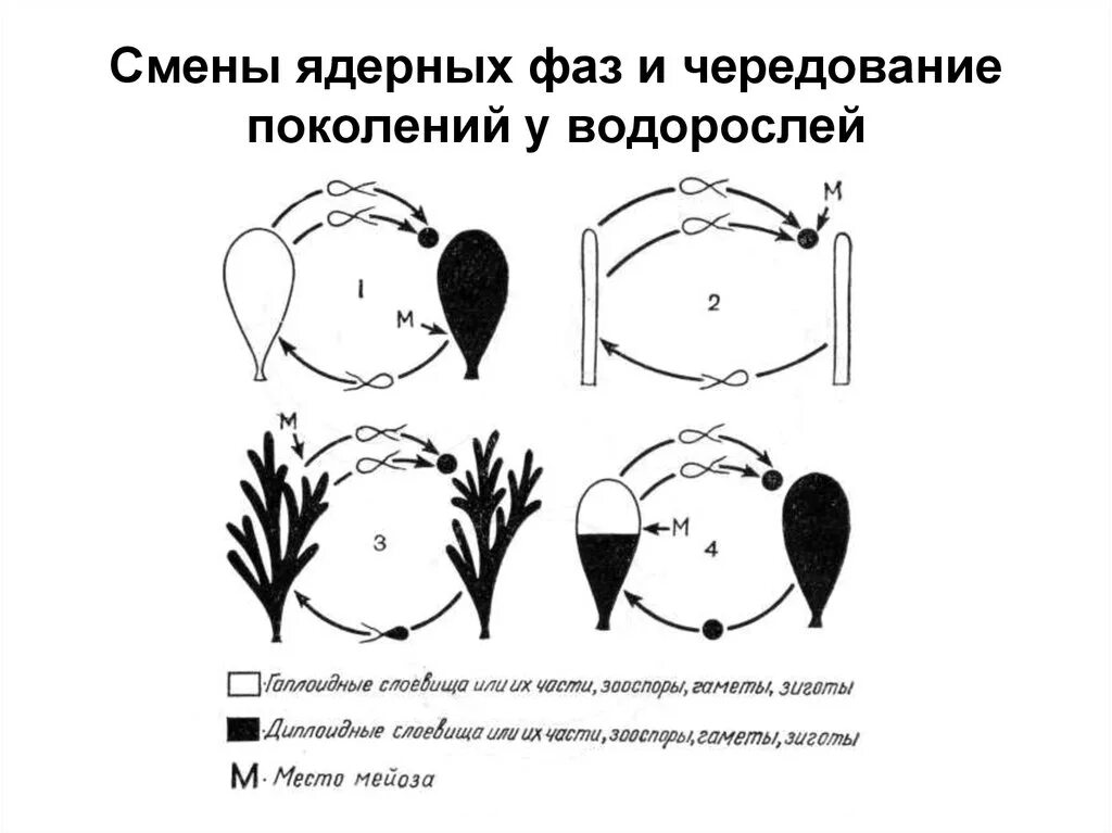 Стадия жизненного цикла водорослей. Чередование поколений и смена ядерных фаз у водорослей. Чередование поколений в жизненном цикле водорослей. Жизненный цикл чередование поколений у водорослей. Цикл водорослей схема.