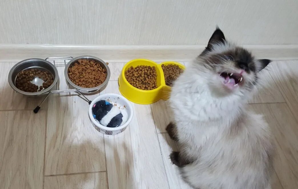 Кошачий корм смешной. Миска для кота. Еда для кошек. Смешной кот с миской. Котенок не пьет что делать