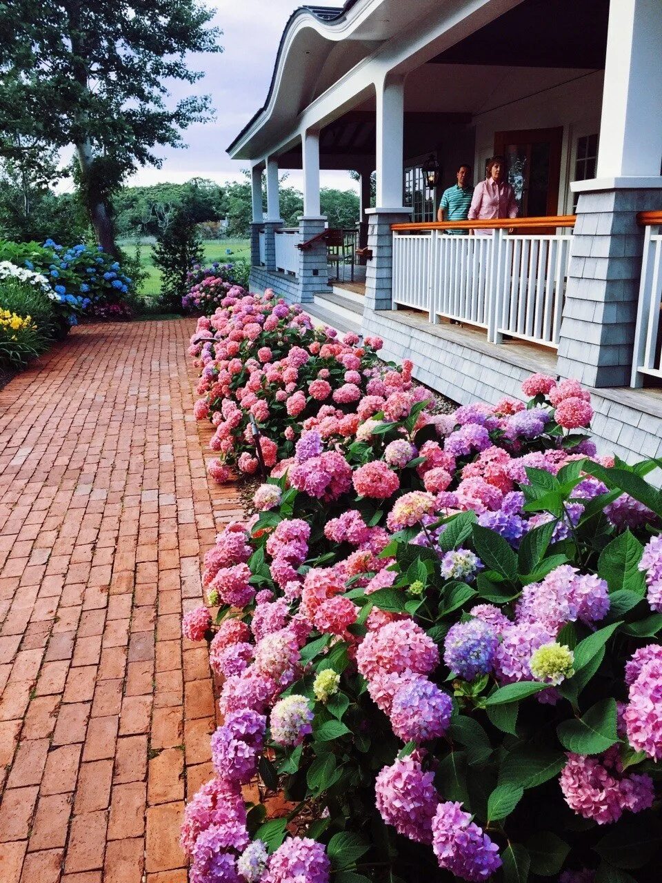 Фото цветов перед домом. Клумбы с Крупнолистными гортензиями.