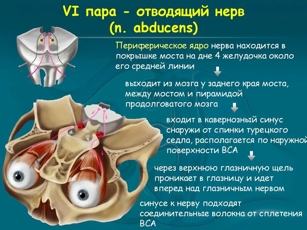 Черепные нервы нейроны. Функции отводящий нерв нерва. Ядра отводящего нерва нерва. Отводящий нерв (6 пара ЧМН) иннервирует. Отводящий нерв блоковый нерв.