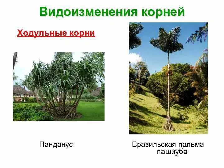Панданус видоизменение корня. Панданус видоизменение корня