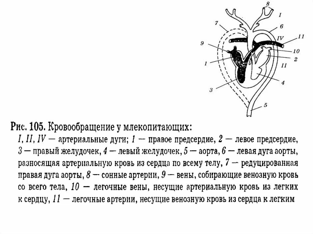 Характерные особенности органов кровообращения млекопитающих. Схема строения кровеносной системы млекопитающих. Схема кровообращения млекопитающих. Сердце млекопитающих кровообращение. Строение сердца млекопитающих.