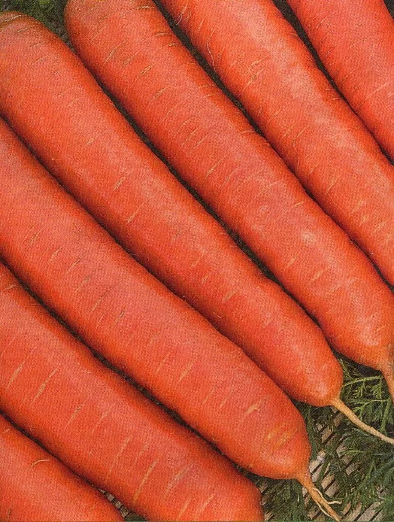 Какая морковь сладкая. Морковь сорт Тушон. Морковь Тушон 2 г хит х3. Морковь Тушон (2г).