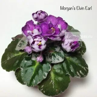 Фиалка morgan s
