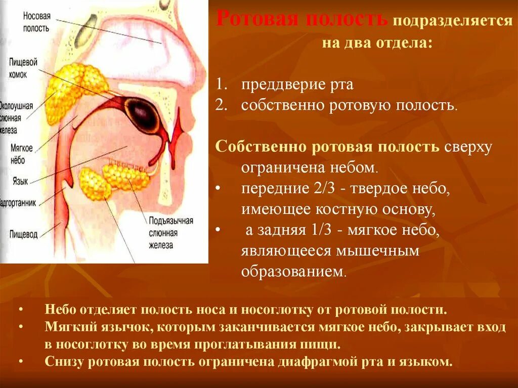 Костная стенка которая отделяет полость рта. Отдел пищеварительной системы ротовая полость. Строение преддверия полости рта. Ротовая полость отделы и стенки. Преддверие рта и собственно ротовая полость.