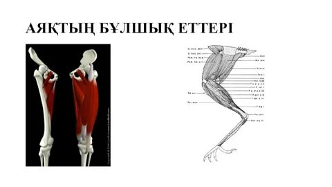 Украинадағы жеке порно видеолар