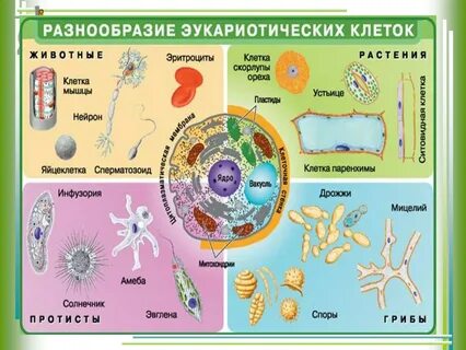 Формы жизни эукариот