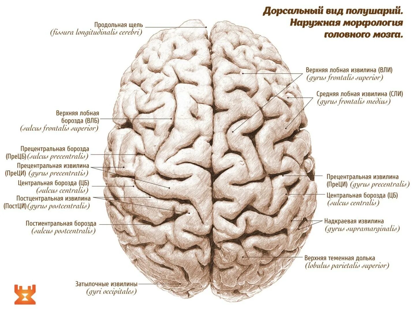 Значение борозд и извилин в головном мозге. Строение мозга извилины. Борозды и извилины головного мозга анатомия. Головной мозг анатомия человека борозды и извилины. Извилины и борозды головного мозга схема.