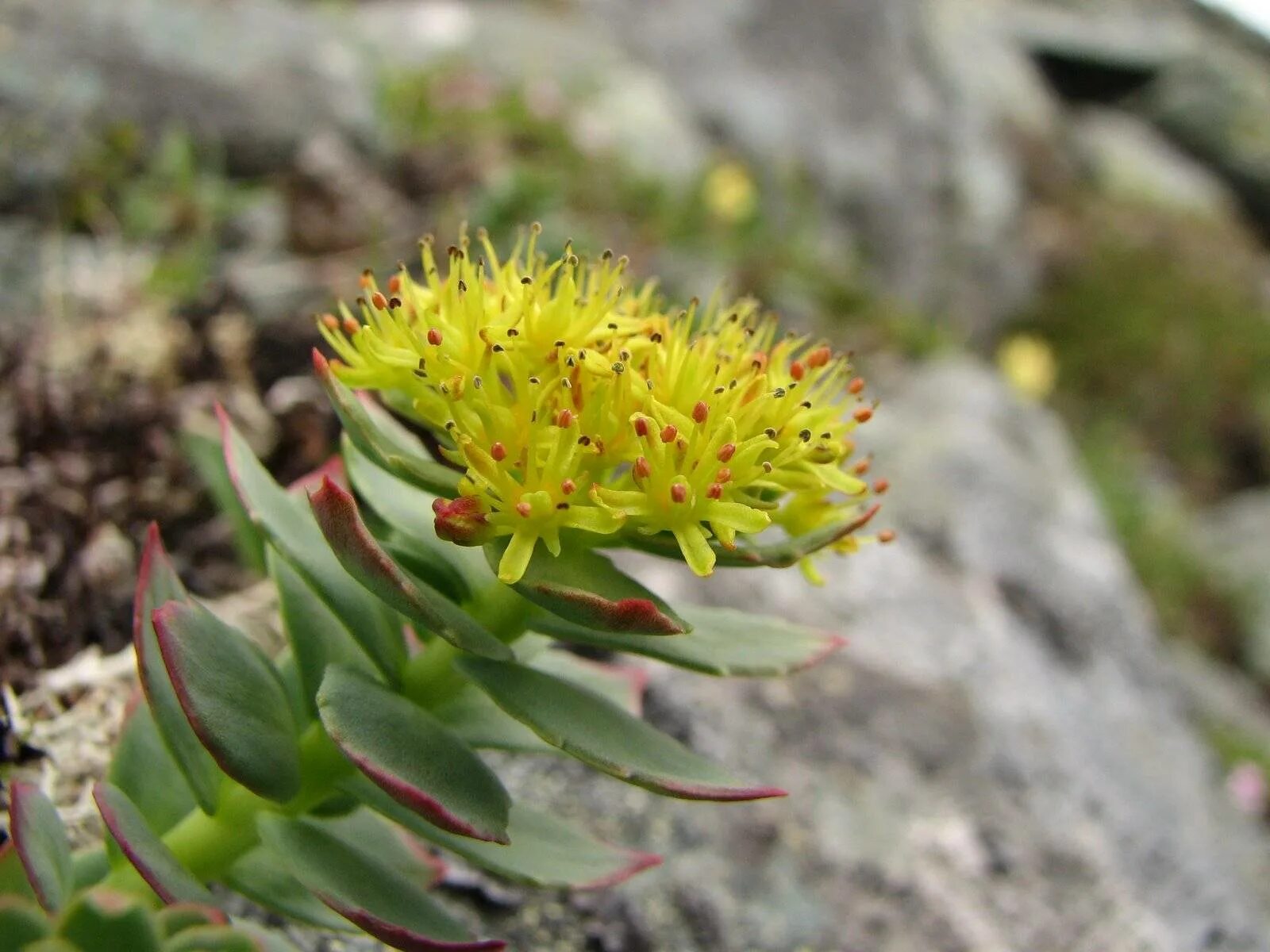 Родиола розовая Rhodiola rosea. Родиола Сахалинская. Родиола Арктическая. Родиола розовая Толстянковые.