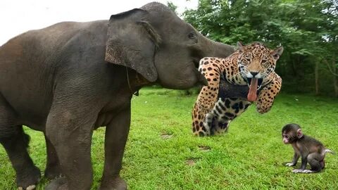 Amazing Elephant Save Success Baby Monkey From Leopard Ambush From Tall Tre...