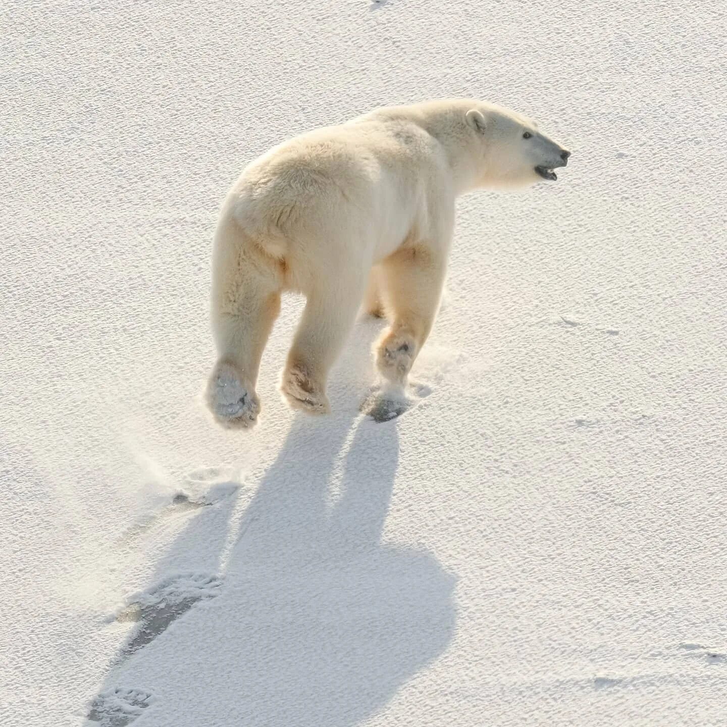 Белый медведь в арктической пустыне. Хвост белого медведя. Белый медведь бежит. Белый медведь бег