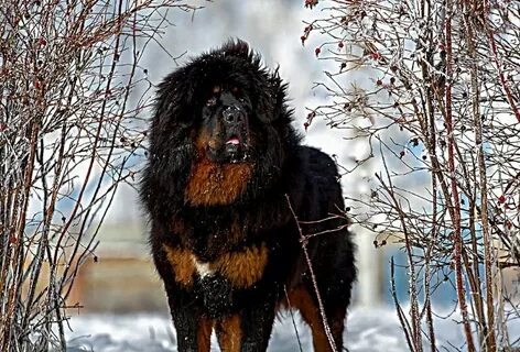 Тибетская овчарка