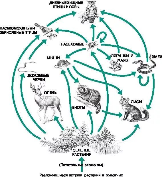 Цепи питания природной экосистемы. Примеры схема пищевой сети. Схему пищевой сети Лесной экосистемы. Круговорот цепи питания в лесу. Цепь питания из 4 пищевых звеньев.