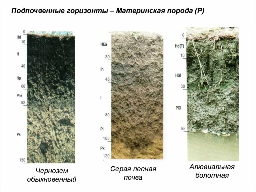 К материнской породе примыкает горизонт. Материнская порода. Материнская порода почвы. Материнская порода почвы это Горизонт. Серые Лесные почвы.