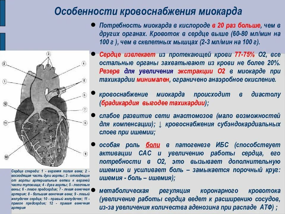 Тип кровоснабжения миокарда. Особенности кровообращения сердца. Особенности кровоснабжения сердца. Особенности кровообращения в миокарде. Миокард левого предсердия