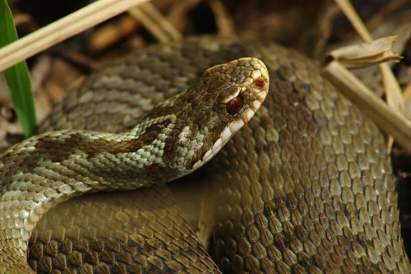 змеи поволжья