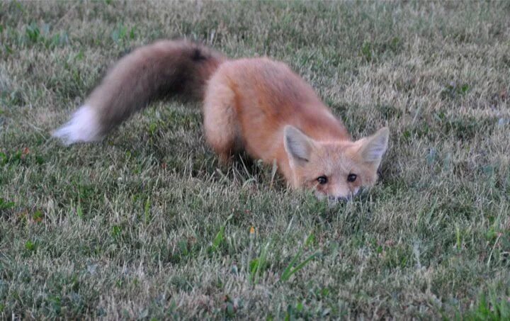 Those are foxes. Лиса спряталась. Лиса в засаде. Напуганная лиса. Лисенок прячется.