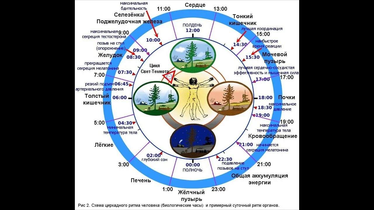 Суточные биоритмы человека по часам схема. Биологически активные часы внутренних органов человека. Суточные биоритмы органов и систем организма по часам. Часы активности меридианов человека.