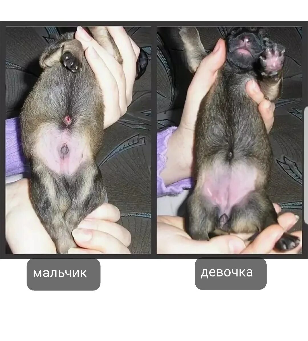 Какого пола была собака