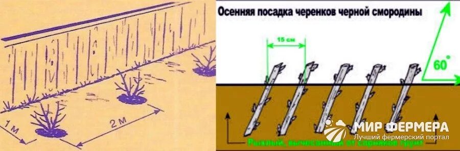 Через какое расстояние нужно сажать. Схема посадки смородины. Схема посадки смородины черной. Схемы посадки кустарников смородины. Схема посадки черной смородины друг от друга.