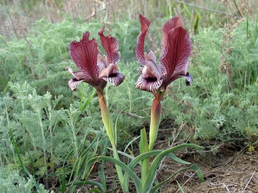 ирис остродольный в красной книге россии. ирисы на картинах современных художников. ирис остродольный. ирис остродольный. ирис acutiloba.