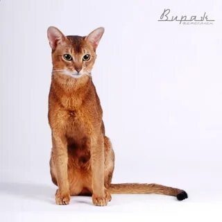 Кличка для абиссинской кошки