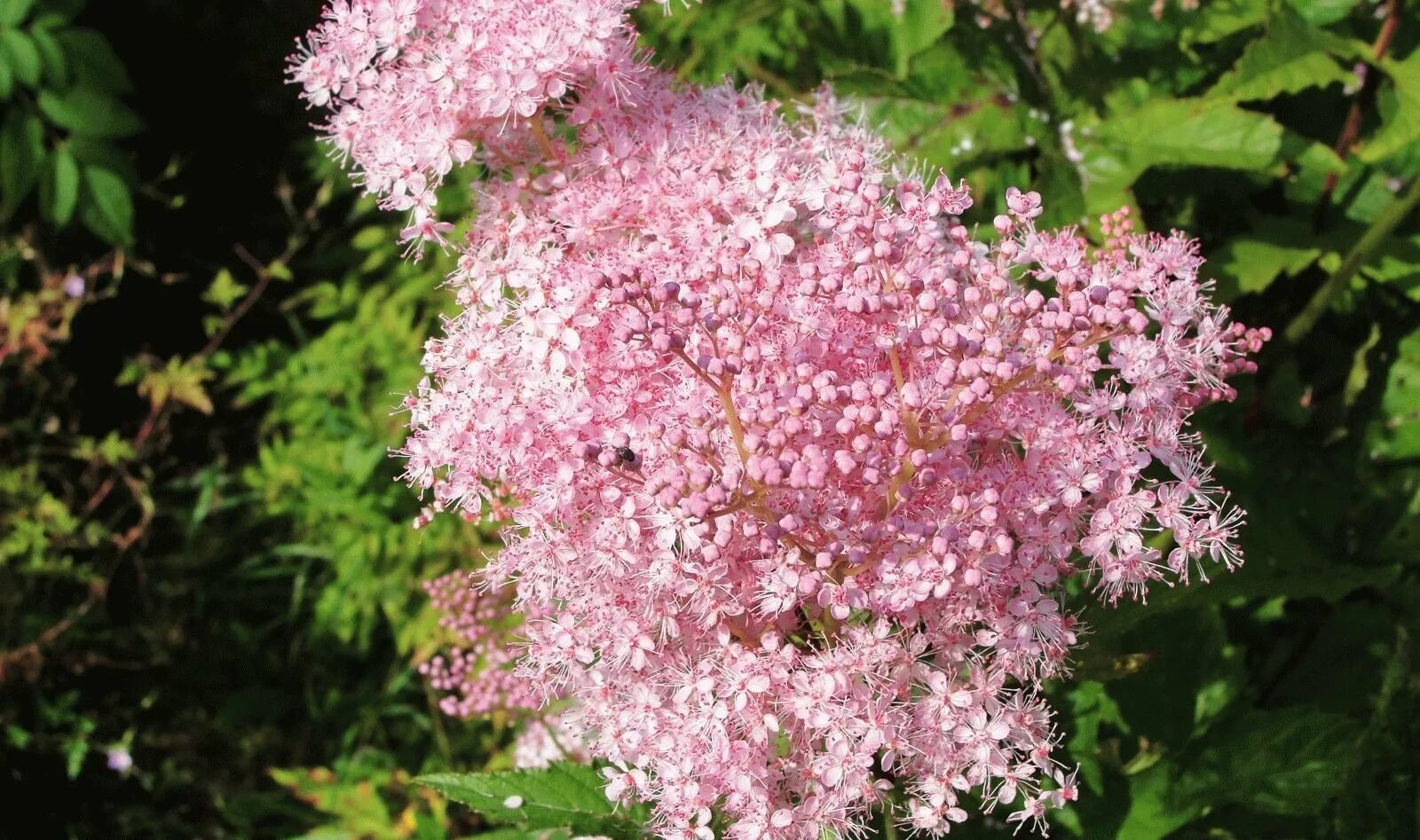 Лабазник белоголовник. Таволга вязолистная (filipendula ulmaria). Лабазник вязолистный, таволга вязолистная. Таволга фото и описание кустарника. Лабазник вязолистный.