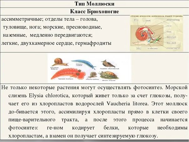 Тип моллюски общая характеристика. Тип моллюски общая характеристика типа. Тип моллюски общая характеристика кратко. Общая характеристика моллюсков кратко.