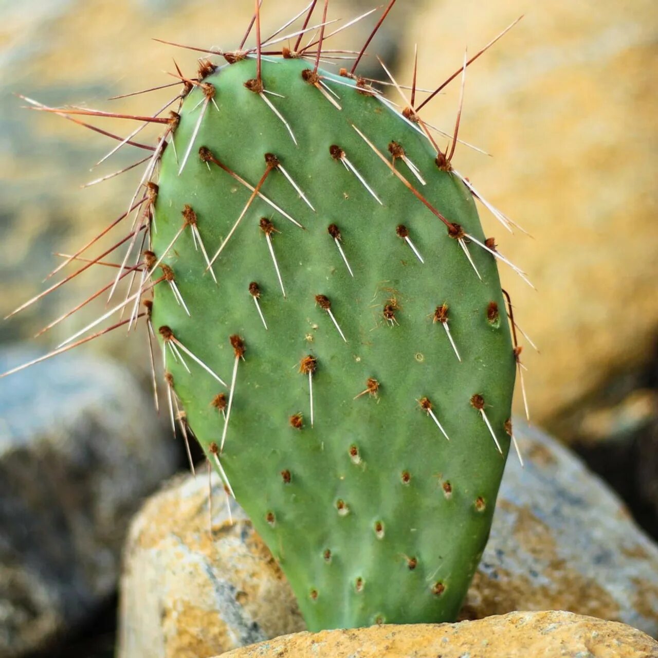 Cactus dg. Опунция Бергера (Opuntia bergeriana). Опунция змеевидная. Опунция Ацикулата - Opuntia aciculata. Кактус опунция Альба.